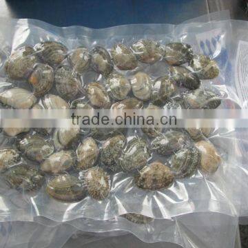 High Frozen Vacuum Packed Short Necked Clam photo-5