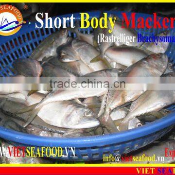 FROZEN SHORT BODY MACKEREL WHOLE ROUND photo-2