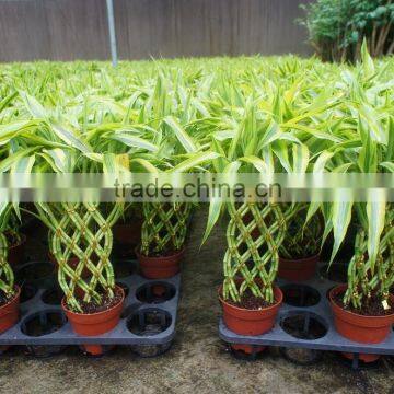 Lucky bamboo ( Dracaena Sanderiana) cage shape