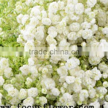 High Quality Export Fresh Cut Flowers Gypsophila Babybreath for Wedding Decoration From China