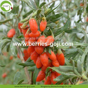 Factory Wholesale Dried Wolfberry photo-2