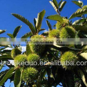 Nut Style Non-GMO Organic Roasted Chestnut Snacks photo-6