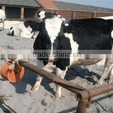 Where to Buy the High Quality Mineral Salt Block Machine photo-6