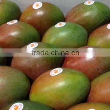 FRESH MANGO HIGH QUALITY- COMPETITIVE PRICE