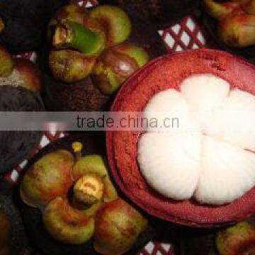 Mangosteen photo-3