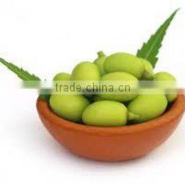 Bulk Pure Neem Oil