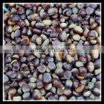 2015 Crop Chinese Fresh Chestnut, Big Size
