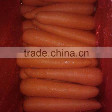 2014 crop fresh carrot