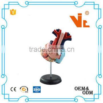 V-HM11 4D MASTER Human Heart Assembled Model photo-2