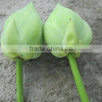 Fresh White Lotus Flower Bud Supplier in India photo-3