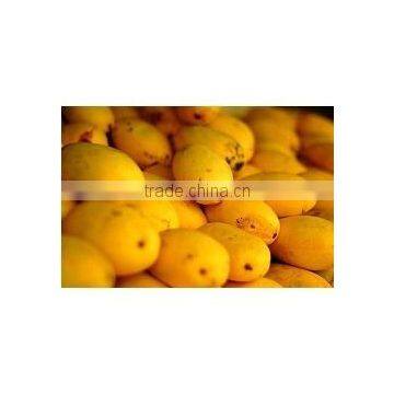 Fresh Alphanso Mango Available...