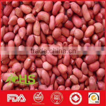 Peanut Kernel in Red Shell for Wholesale photo-3