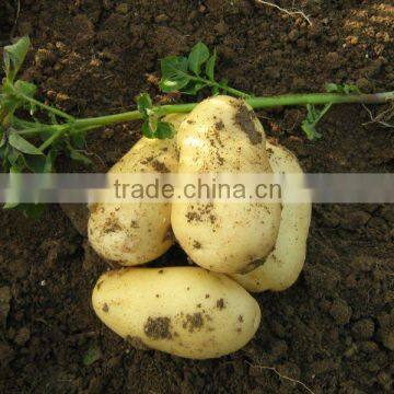 holland fresh potato