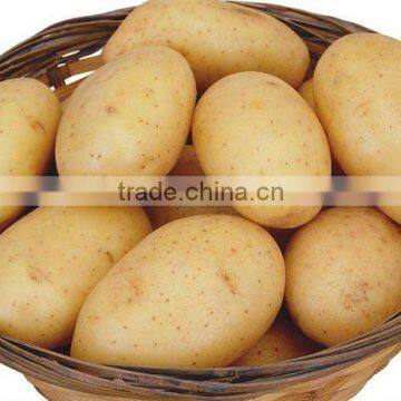2012 fresh potato