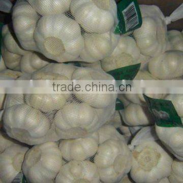 China fresh normal wihite garlic( new crop)