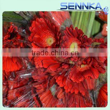 Russian Silk Gerbera Daisy Fresh Cut Gerbera Natural Flowers