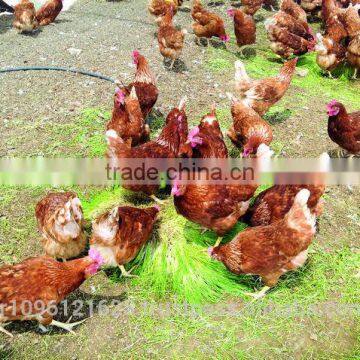 StarMax Fodder Solutions / Fodder Machine / Hydroponic Container photo-5