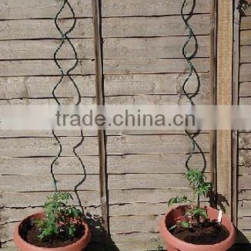 Curly Tomato Stakes