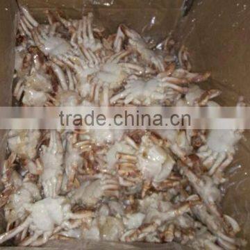 Pollock Fish is a Fish of Crab photo-4