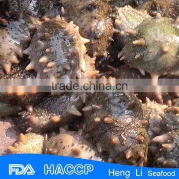 HL011 Rich nutrition Frozen sea cucumber for sale export