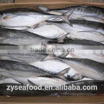 New season ship frozen Jack mackerel from china origin