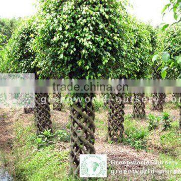 Ficus benjamina trees