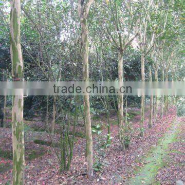 lagerstroemia indica 2.5m trunk height D9cm