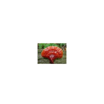 Red Reishi Mushroom Extract