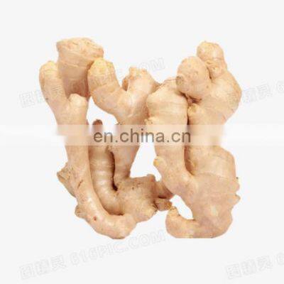 China ginger frozen type and fresh type with factory price