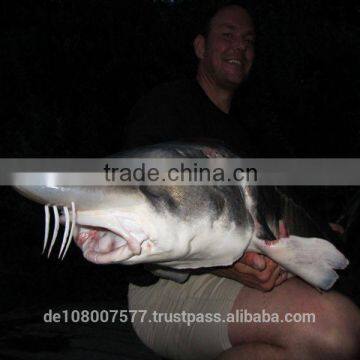 Best Quality Nylon Monofilament Fishing Lines 100% Made in Germany Medium Spools 10000M 0.08-0.10mm photo-5