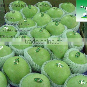 Fresh green apple/Chinese Green apple/Fresh Green Gala Apple