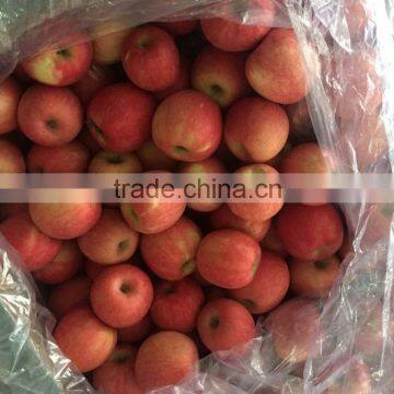 shaanxi fuji apple