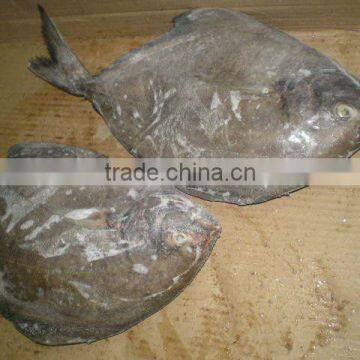 black pomfret (whole round)