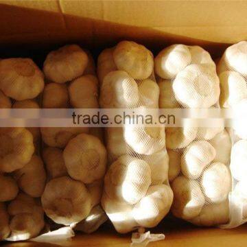 Garlic photo-2