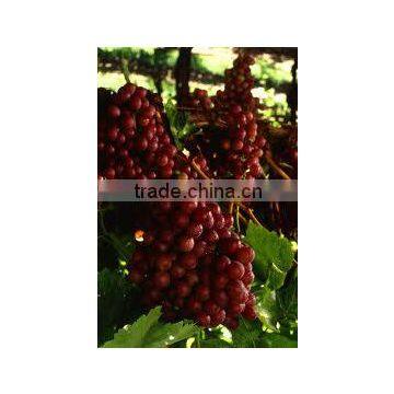 Vitis vinifera flame seedless (Grape Flame Seedless)