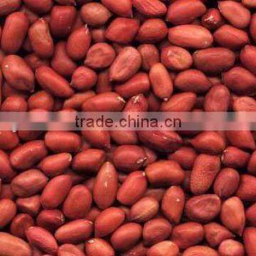 New crop high quality Red skin Peanut kernel 50/60