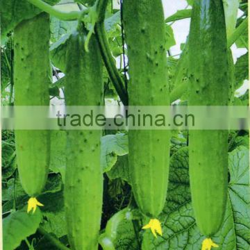 Planting/Growing Less Thorn Chinese Sweet and Crisp Cucumber Seeds