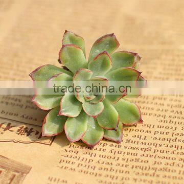 Echeveria Pulidonis of Succulent Plants