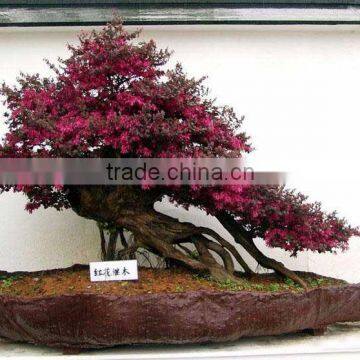 Red Flower Loropetalum Chinense for Ornamental Outdoor Landscaping Beautiful Bonsai Plants