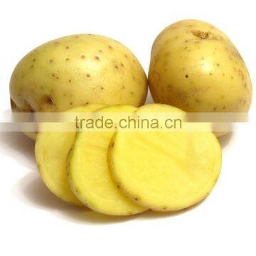 Fresh Bulk Potatoes for Sale 2016 Crop photo-2