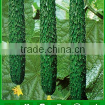 CU12 Nongyue f1 hybrid chinese cucumber seeds