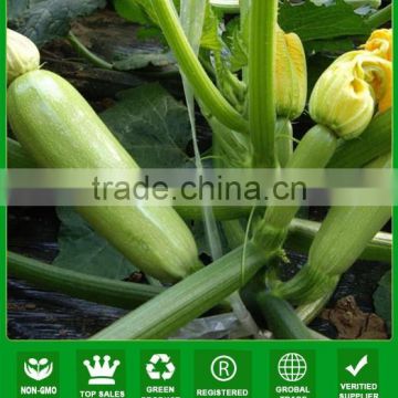 NSQ03 Jianda hybrid squash seed F1 seeds supplier