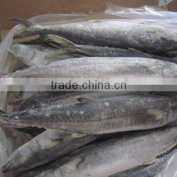 Frozen Whole Round Spanish Mackerel 1000-1500g