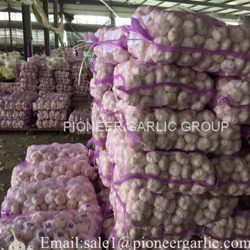 2017 Crop Purple Red Normal White Garlic 5.5cm In Mesh Bag