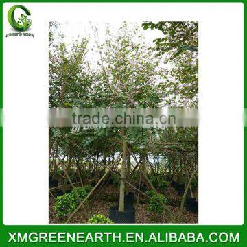 Bauhinia blakeana diameter 6-8cm (2)