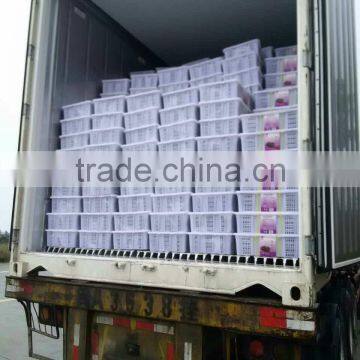 Seaweed Laminaria,kelp Seaweed,fresh Knotted Salted Kelp photo-6