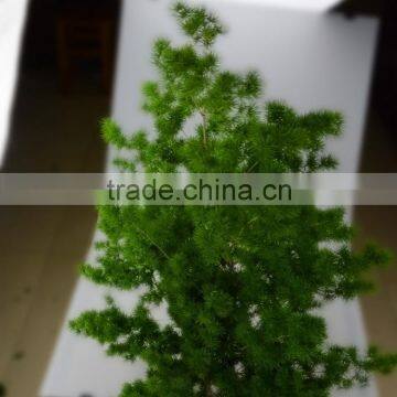 Colorful promotional garden fresh Asparagus Myrioeladus