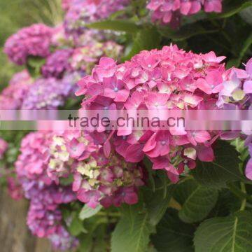 Cheap fresh preserved real touch flower hydrangea