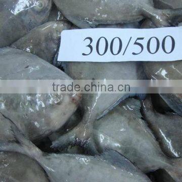 Frozen black Pomfret Fish