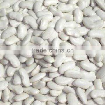 Medium white kidney beans